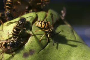 Wasps on (and in) a pear that has fallen from a tree