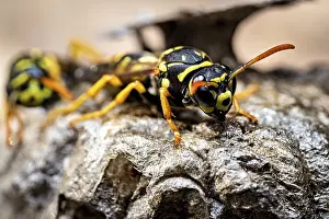 Wasps on a nest, seen in close-up with detailed features