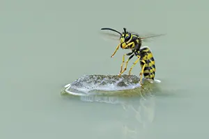 Wasps (Vespinae) in flight, Vechta
