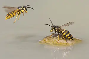 Wasps (Vespinae) in flight, Vechta