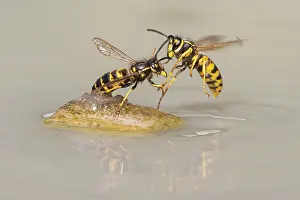 Wasps (Vespinae) in flight, Vechta