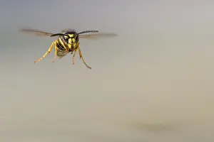 Wasps (Vespinae) in flight, Vechta