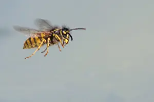 Wasps (Vespinae) in flight, Vechta