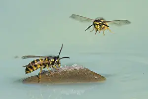 Wasps (Vespinae) in flight, Vechta