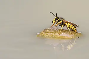 Wasps (Vespinae), Vechta, Lower Saxony, Germany