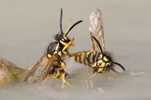 Wasps (Vespinae), Vechta, Lower Saxony, Germany