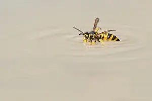 Wasps (Vespinae), Vechta, Lower Saxony, Germany