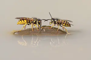 Wasps (Vespinae), Vechta, Lower Saxony, Germany