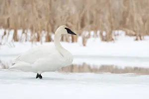 Am Wasserloch... Trompeterschwan *Cygnus buccinator*