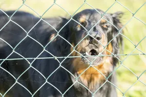 A watchdog behind a chain link fence
