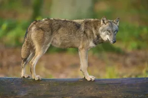 A watchful wolf stands on a log in the forest and looks attentively