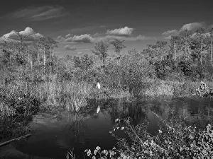 Water arm, Great Egret (Area Alba)