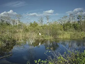 Water arm, Great Egret (Area Alba)