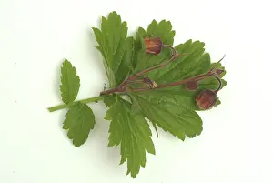 Water avens (Geum rivale), medicinal plant
