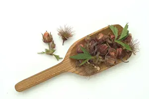 Water avens (Geum rivale), medicinal plant