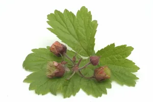 Water avens (Geum rivale), medicinal plant