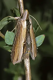 Water Betony (Cucullia scrophulariae)
