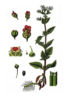 Water-betony (Scrofularia ehrharti)