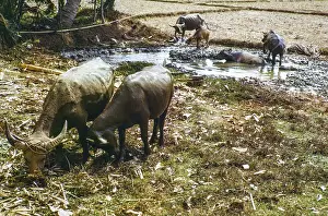 Water buffalo bathing in pool by fields used for dry rice cultivation
