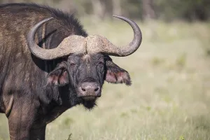 Water buffalo (Bubalis bubalis)