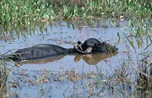 Water Buffalo (Bubalus arnee), Buffalo