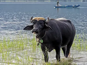 Water buffalo (Bubalus arnee) in the lake