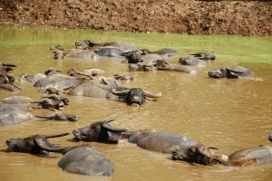 Water Buffalo (Bubalus arnee) in water