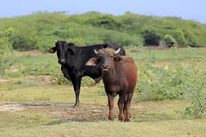 Water buffalo (Bubalus bubalis)