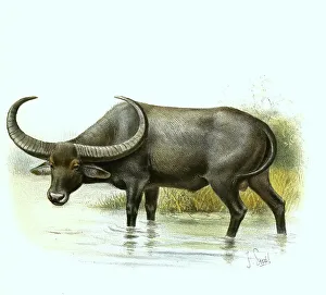 Water buffalo (Bubalus bubalis) Historic