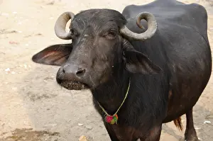 A water buffalo with curled horns and a collar looks into the camera