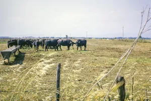 Water buffalo in farmland field near Salerno, Campania, Italy, Europe 1967, Europe