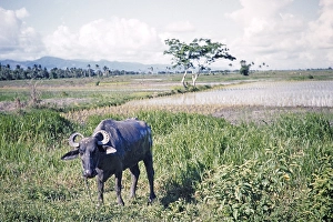 Water buffalo next to flooded rice fields, Trinidad around 1962
