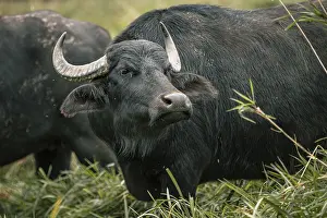Water buffalo, Gmuend, Lower Austria