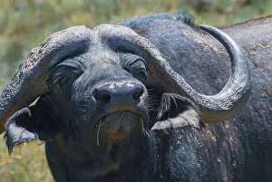 Water buffalo, ungulate, ruminant