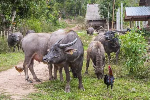 Water buffalos and chickens by the road, Laos