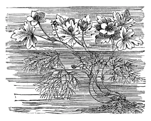 Water Buttercup, historical illustration