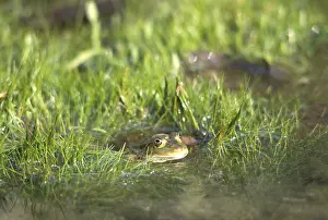 Water frog Rana esculenta Bavaria Germany