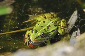 Water frog on the water surface