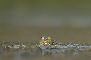 Water frogs (Pelophylax cl. esculentus) during mating