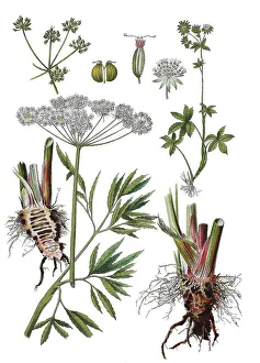 Water hemlock, Poison water hemlock or Rage