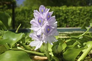Water Hyacinth (Eichhornia crassipes)