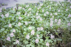 Water hyacinth plants, Eichhornia crassipes, flowering wetland ecosystem vegetation plants, Caroni swamp, Trinidad, Trinidad and Tobago, early 1960s, Central America