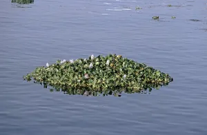 Water hyacinths (Eichhornia) floating in the Nile near Luxor