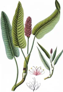 Water Knotweed or Water Smartweed (Polygonum amphibium)