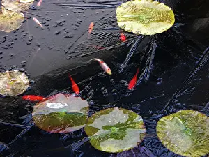 Water lilies (Nymphaea) frozen garden pond with goldfish