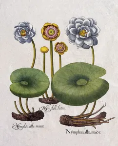 Water lilies (Nymphaea), hand-coloured copper engraving by Basilius Besler