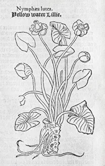 Water lilies (Nymphaea), woodcut