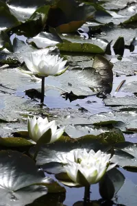 Water lilies, summer, Germany