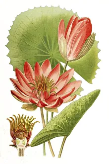 Water lily (Nymphaea) lotus var rubra