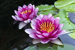 Water lily (Nymphaea), Pink, Red